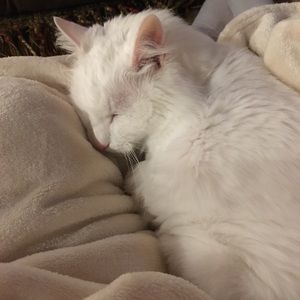 Meet your Posher, Kim